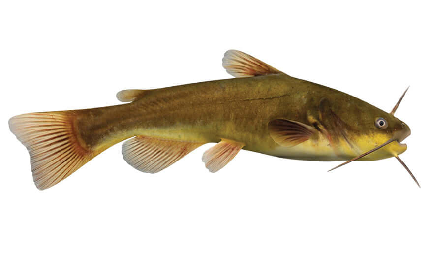 Bullhead Catfish Decals