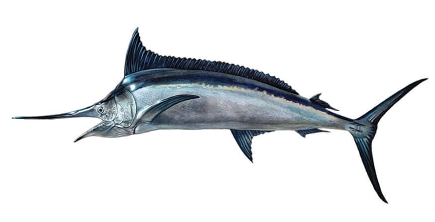 Black Marlin Wall Decals