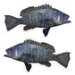 Black SeaBass 8 inch 8 inch stickers left and right facing.