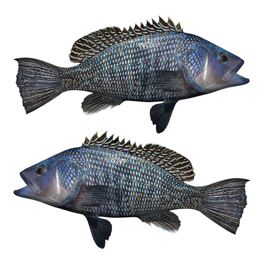 Black Seabass decals left and right facing.