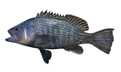 Black Seabass Decals