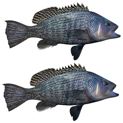 Black Seabass Decals