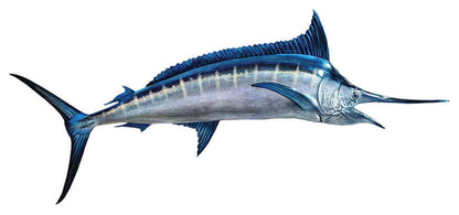 Blue Marlin fish wall decal in profile view.