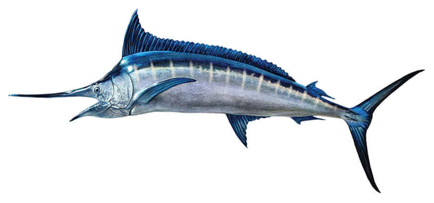 Blue Marlin fish wall decal, 40"-70" removable and customizable, perfect for fish enthusiasts.