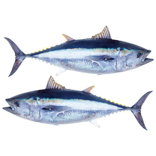 Bluefin Tuna wall decals, fully customizable up to 70", removable fish wall stickers. Perfect for fish enthusiasts and bedrooms.