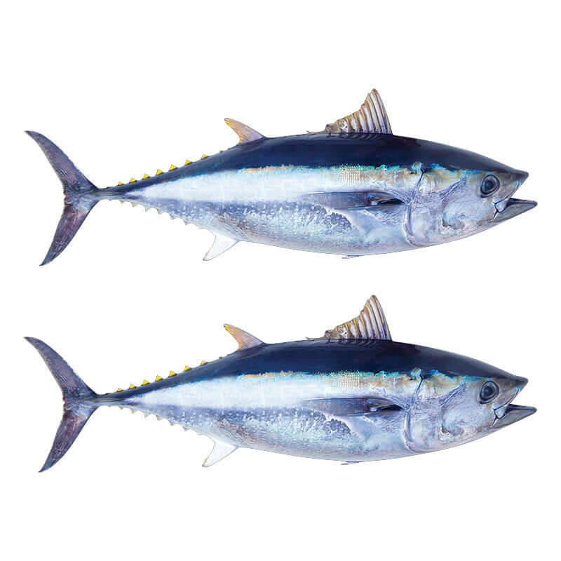 Bluefin Tuna Wall Decals