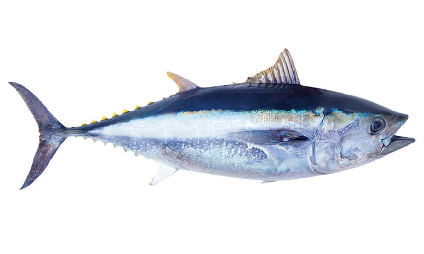 Bluefin Tuna Wall Decals