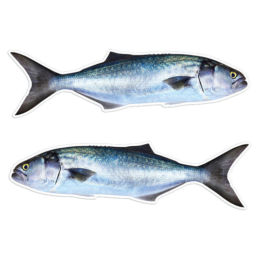 Bluefish Stickers | 5" 8" 14"