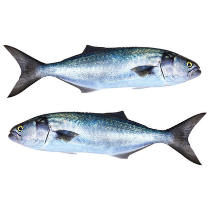 Bluefish wall decals with customizable size and text options, perfect for fish enthusiasts. Large fish wall decor for bedrooms.