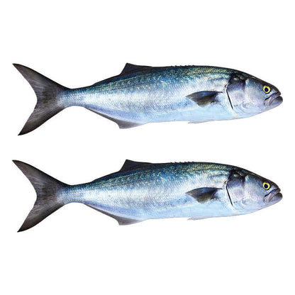 Bluefish wall decals, fully customizable size and text options, perfect for fishing wall decals in any room, 40"-70".