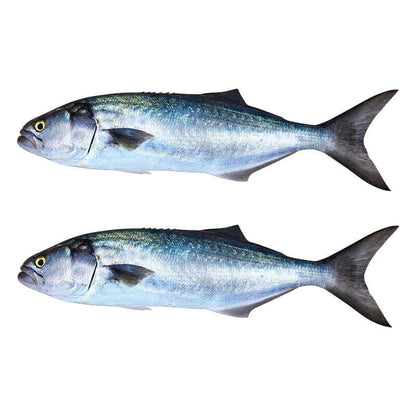 Customizable Bluefish wall decals, 40"-70". Unique fish wall stickers with text options. Perfect for bedroom or fishing decor lovers.