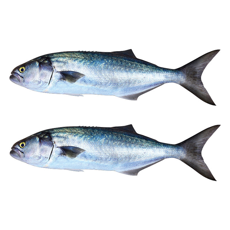 Bluefish Decals | 16"-60"