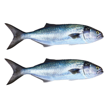 Bluefish Decals | 16"-60"