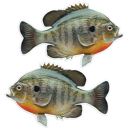 Bluegill 14 inch stickers left and right facing.