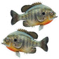Bluegill 8 inch 8 inch stickers left and right facing.