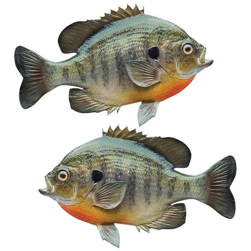 Bluegill Sunfish wall decals, perfect for fish wall stickers for bedroom and other spaces. Removable and non-damaging, with customizable options.