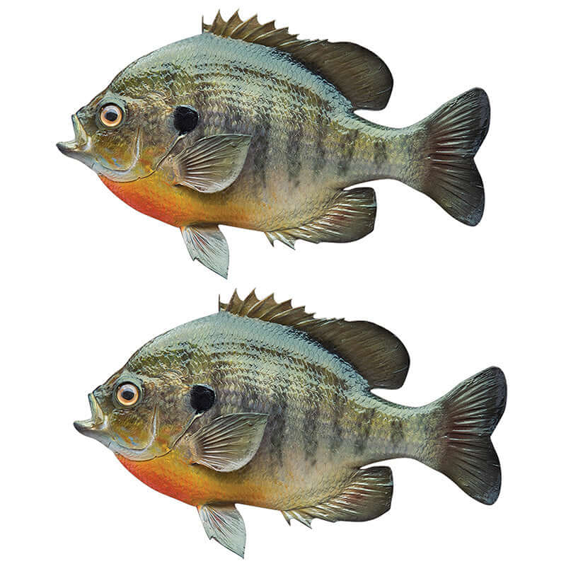 Bluegill Sunfish wall decals facing left and right, perfect fish wall stickers for bedroom decor.