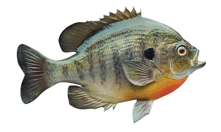 Bluegill Sunfish removable wall decal for fish enthusiasts