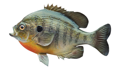 Bluegill Sunfish wall decal showcasing realistic colors, perfect for fish enthusiasts and home decoration.