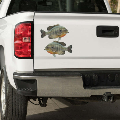 Large Bluegill decals on a truck.