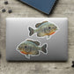 Bluegill stickers on a laptop.