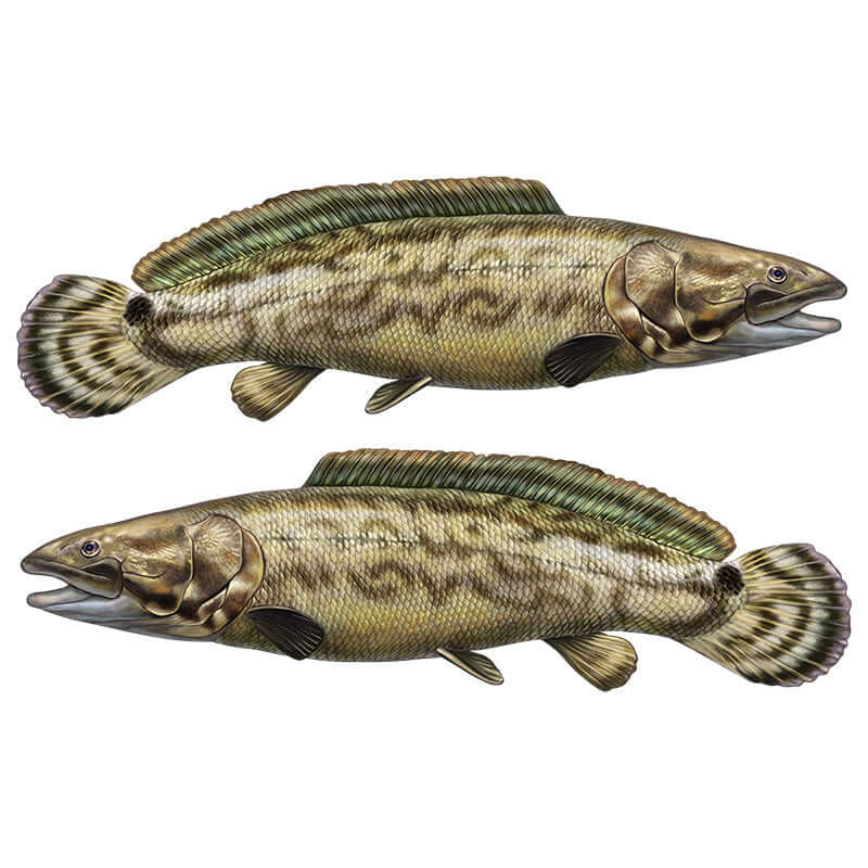 Bowfin fish wall decals in pairs, removable and customizable, perfect for any fishing enthusiast’s room or decor.