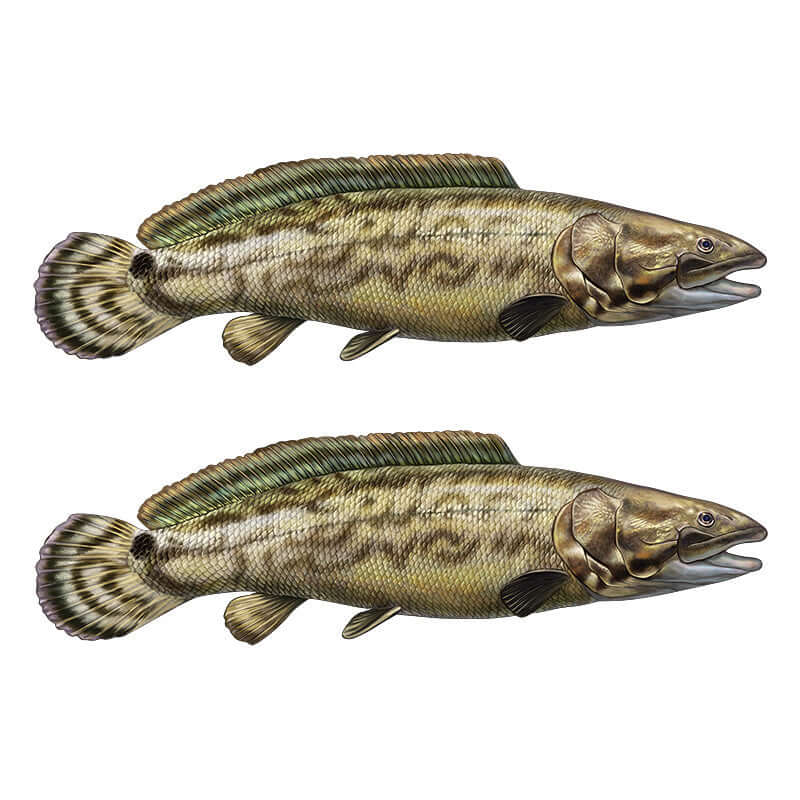 Bowfin fish wall decals in left and right facing positions, perfect for fish enthusiasts.