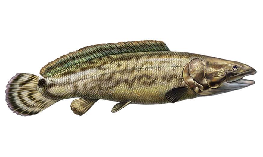 Bowfin Wall Decals