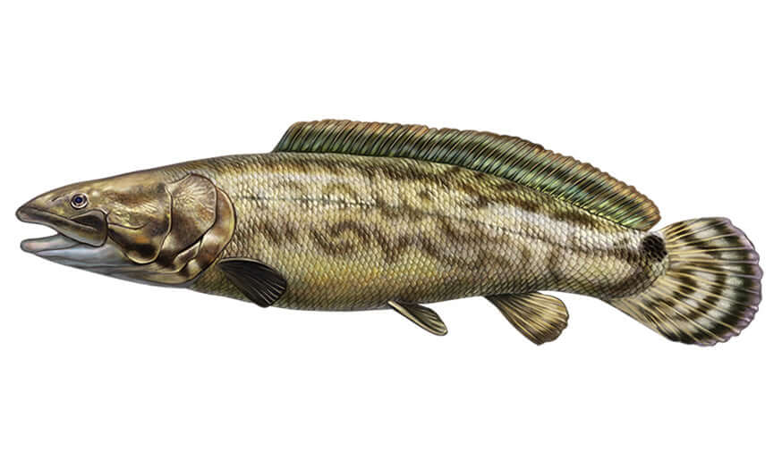 Bowfin fish wall decals, customizable 40"-70", perfect as large fish wall decor. Add up to 10 lines of text for a personal touch.