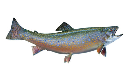 Brook Trout fish wall decal with vibrant colors for decorating bedrooms and living spaces.