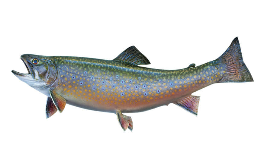 Brook Trout fish wall decals, perfect for decorating any space.