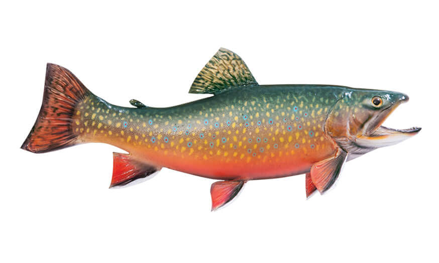 Brook Trout fish wall sticker for bedroom decor