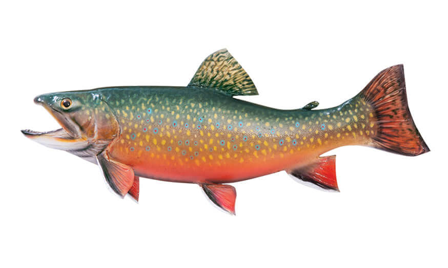 Colorful Brook Trout fish wall decal with orange belly and green spotted body