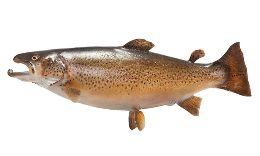 Brown Trout Decals