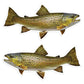 Brown Trout 8 inch stickers left and right facing.