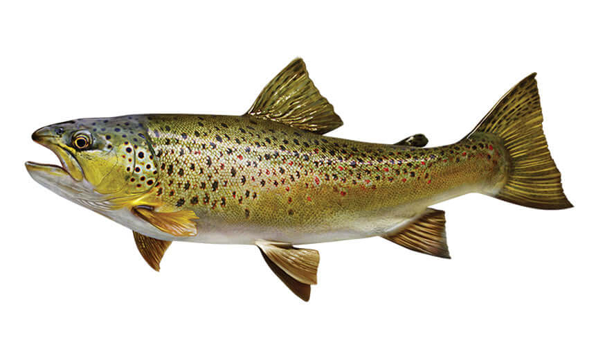 Brown Trout Wall Decals