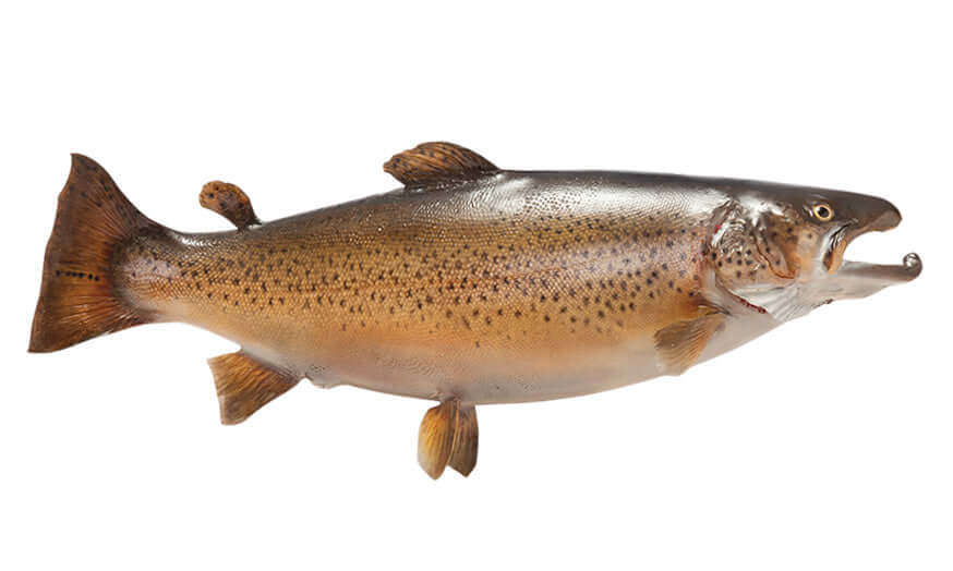 Brown Trout wall decal for bedroom fishing enthusiasts