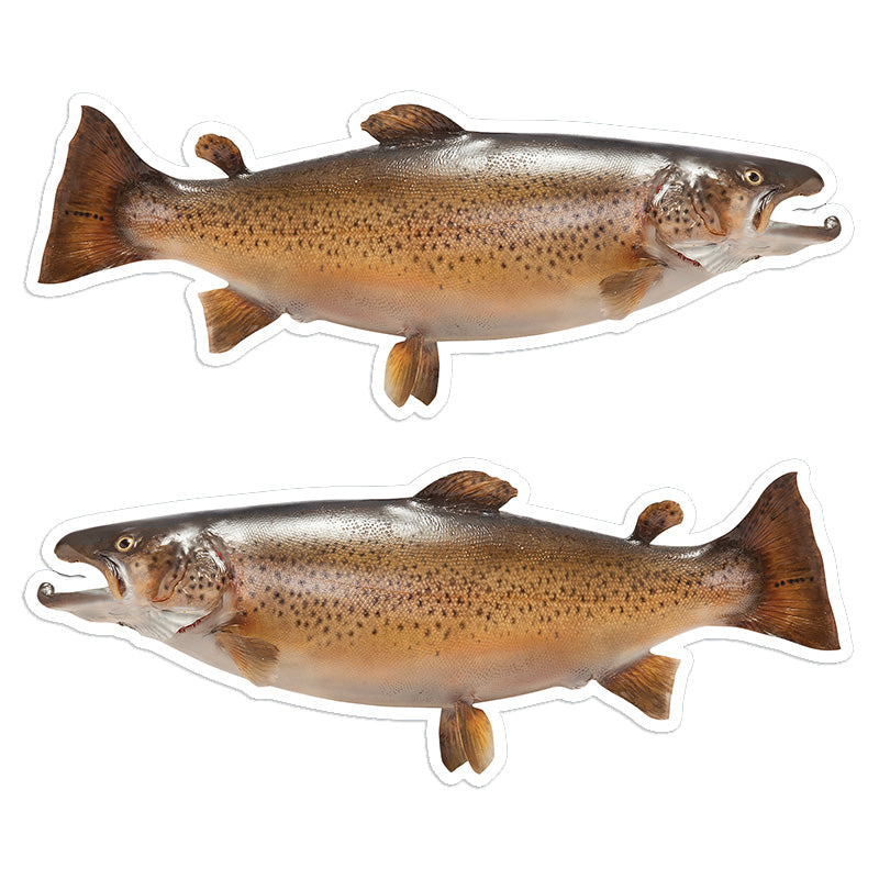Brown Trout 8 inch stickers 4 pack.