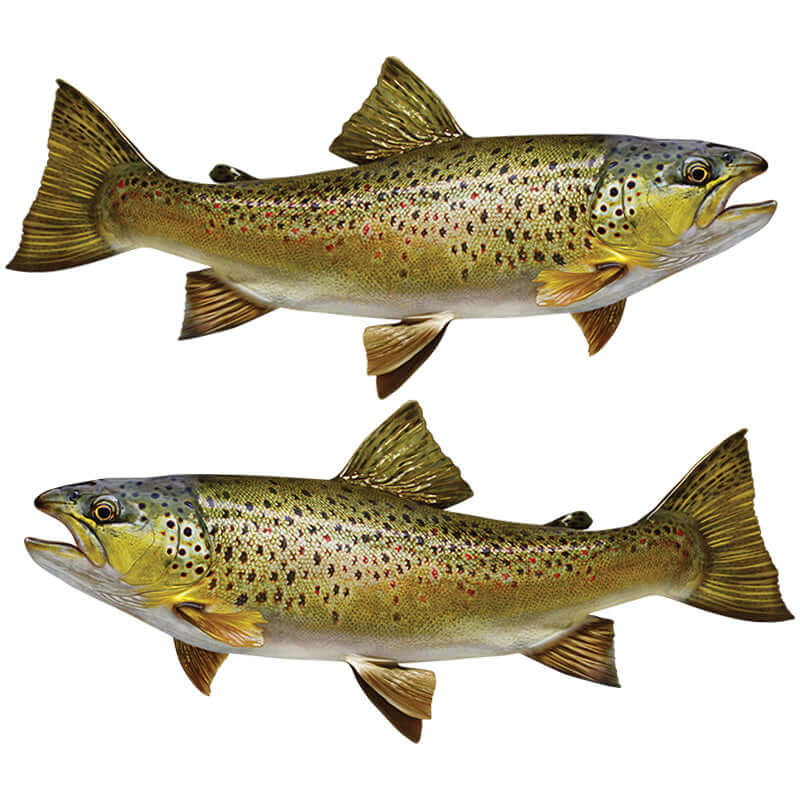 Brown Trout fish sticker, customizable size 14"-70", perfect fishing decals for boats or cars, waterproof vinyl.