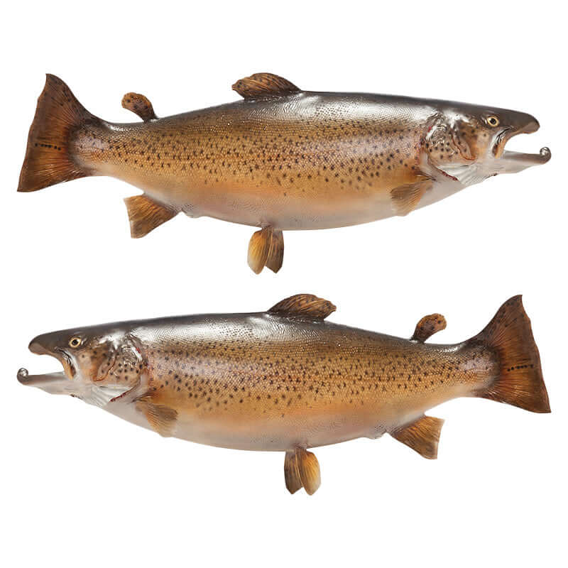 Brown Trout decals left and right facing.