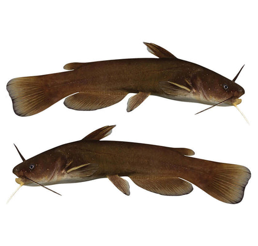 Large Bullhead Catfish decals left and right facing.