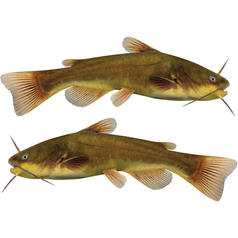 Bullhead Catfish large decals left and right facing.