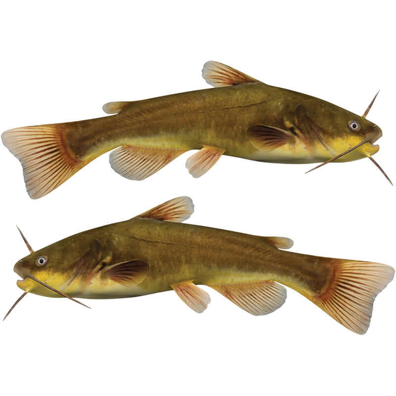 Two brown Bullhead Catfish wall decals for fish enthusiasts and fishing-themed decor, customizable and available in various sizes.