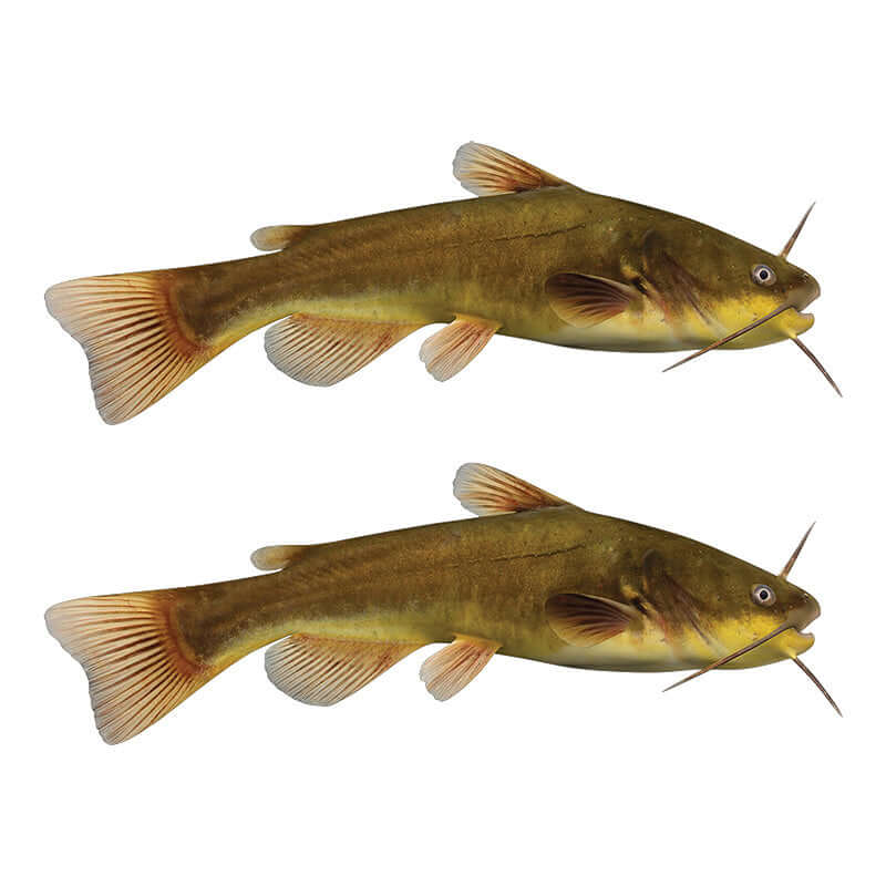 Black Bullhead Catfish wall decals, removable and non-damaging, available in 40"-70" sizes, perfect fish wall stickers for bedroom.