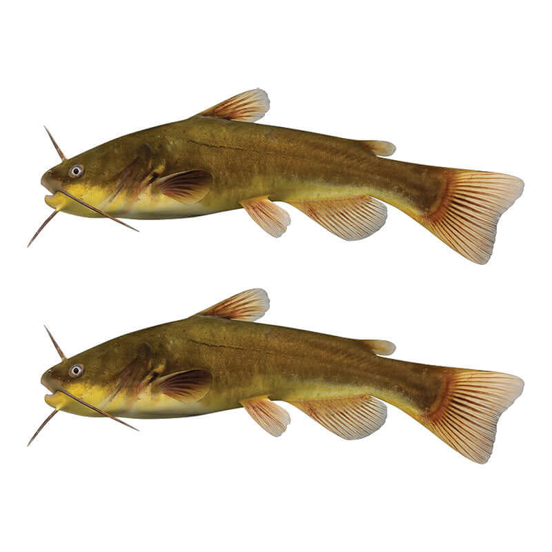 Bullhead Catfish Wall Decals