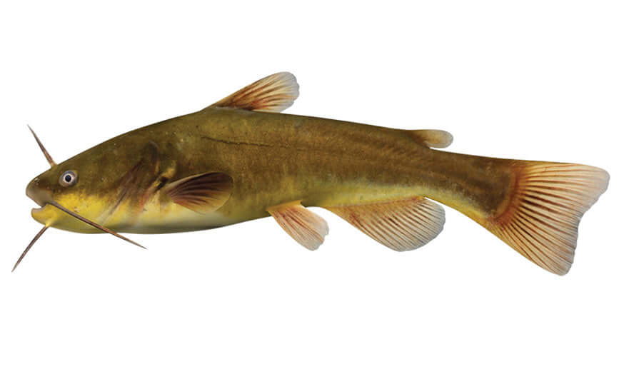 Bullhead Catfish Wall Decals