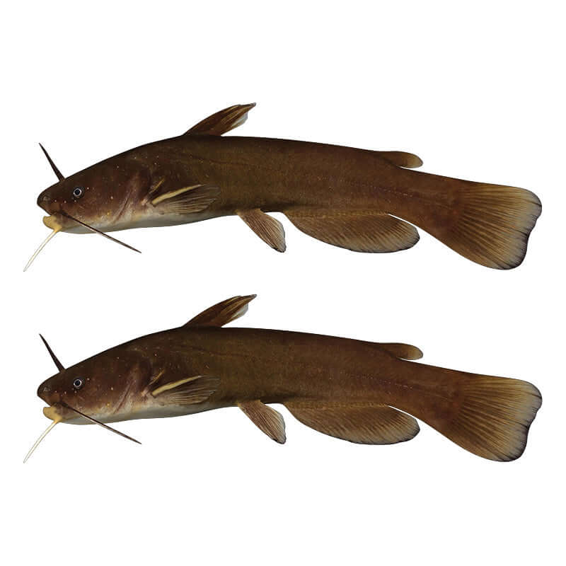 Bullhead Catfish Wall Decals