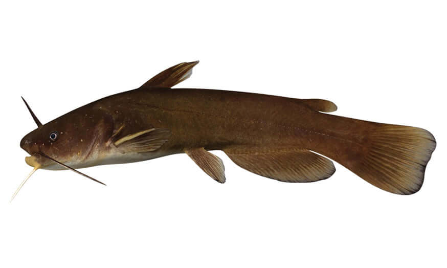 Bullhead Catfish Wall Decals