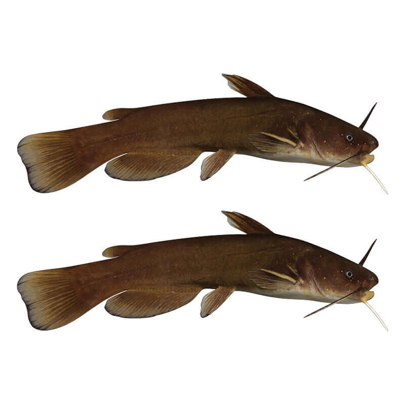 Bullhead Catfish Decals