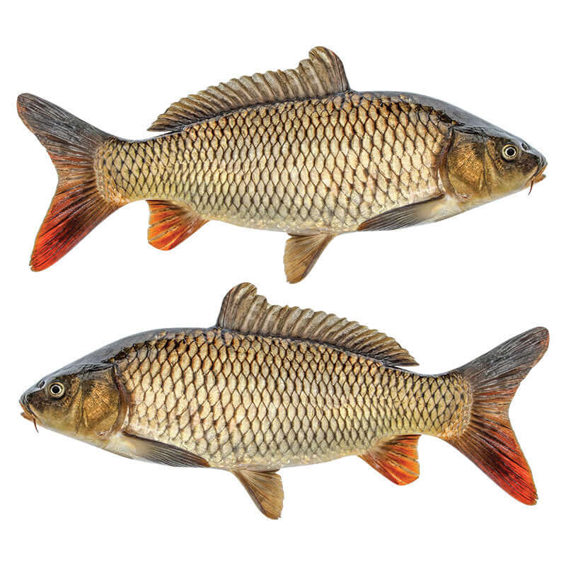 Carp fish wall decals for bedroom featuring two realistic carp designs, removable and non-damaging.